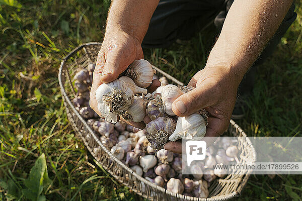 Hands of farmer holding garlic over basket on sunny day