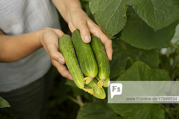 Hands of woman holding cucumbers
