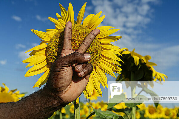 Die Hand eines Mannes gestikuliert ein Friedenszeichen vor einer Sonnenblume