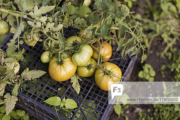 Frische Tomaten wachsen im Garten