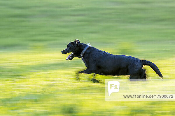 Black Labrador running on meadow
