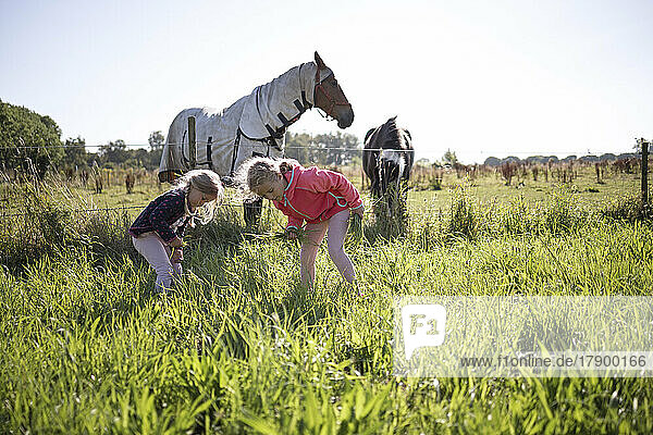 Girls picking grass at field by horses in background