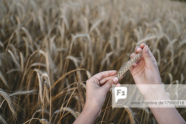 Hands of girl holding rye crops