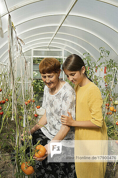 Glückliche Großmutter und Enkelin betrachten Tomaten an Pflanzen