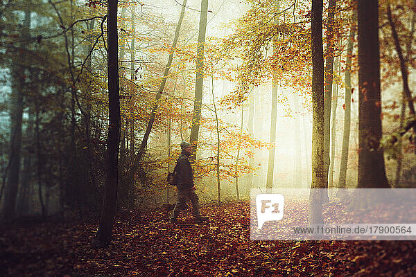 Senior man hiking in autumn forest