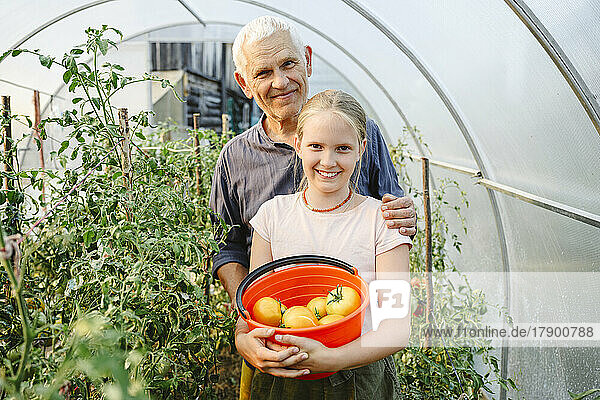 Glückliches Mädchen und Großvater mit Eimer reifer Tomaten im Gewächshaus