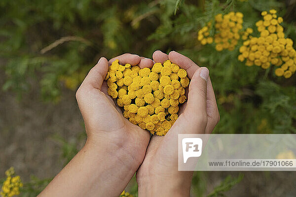 Hands of girl holding tansy flowers in heart shape