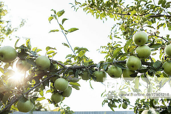 Green apples on branch of tree on sunny day
