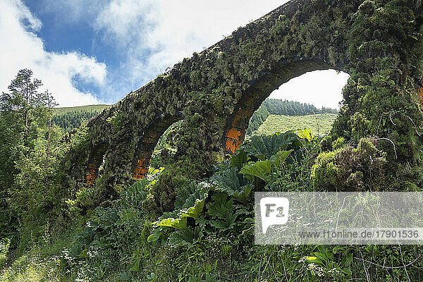 Portugal  Azoren  Grüne Flora überwuchert das Aquädukt Muro das Nove Janelas