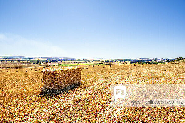 Stack of hay bales in harvested field