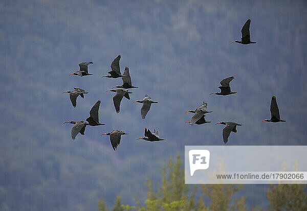 Flock of northern bald ibises (Geronticus eremita) in flight