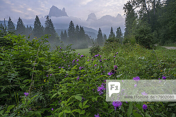 Italy  Trentino-Alto Adige  Wildflowers blooming in Val Canali at dawn
