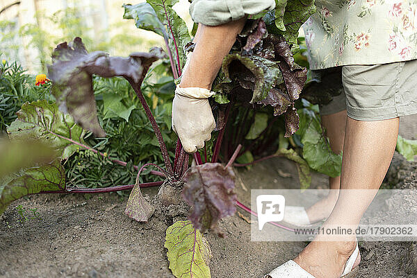 Senior woman harvesting leafy vegetables from vegetable garden