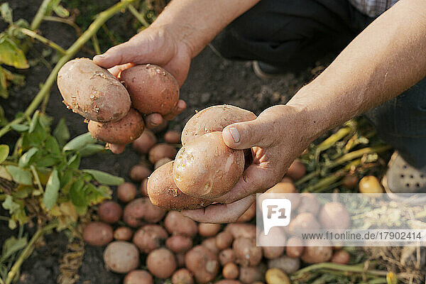 Hands of farmer holding potatoes on sunny day