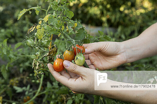 Hands of woman examining tomatoes in vegetable garden
