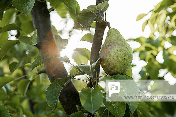 Ripe pear on branch of tree