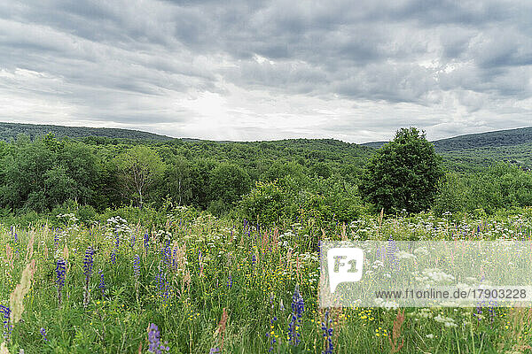 Scenic view of flowers under cloudy sky
