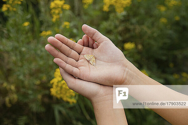 Hands of girl holding moth