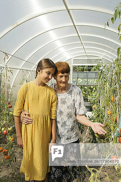 Großmutter und Enkelin untersuchen Tomatenpflanzen im Gewächshaus