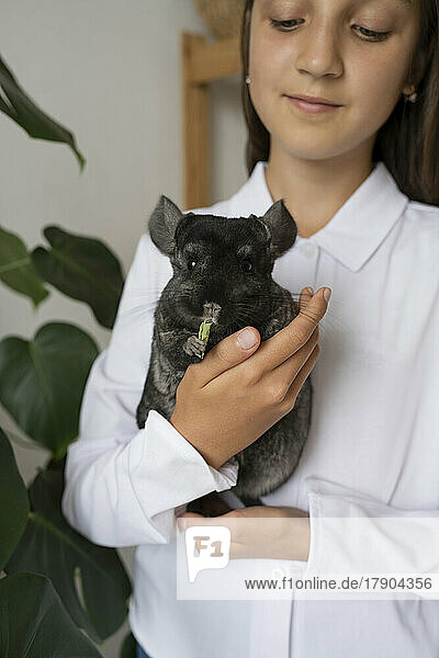 Smiling girl carrying chinchilla at home