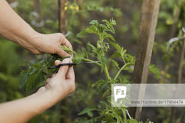 Hände einer Frau  die Pflanzen mit einer Gartenschere schneidet
