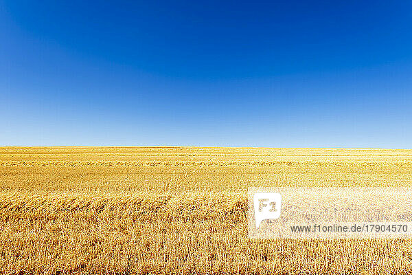 Harvested barley field in summer