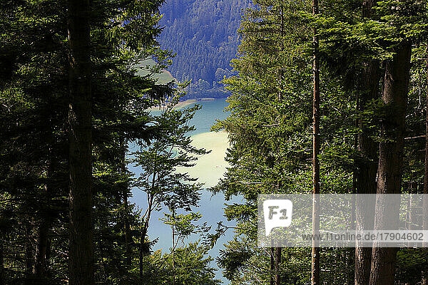Germany  Bavaria  Schliersee lake in summer with forest trees in foreground