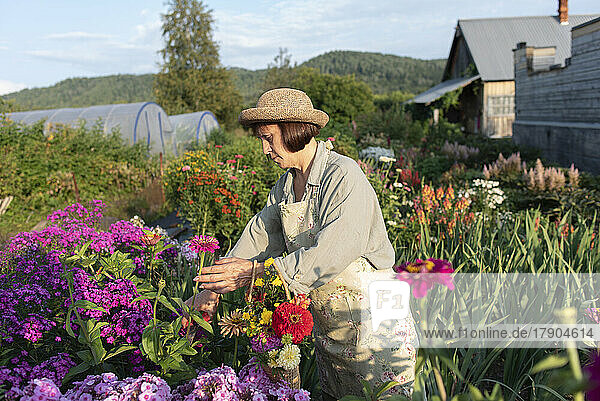 Senior woman picking zinnia flowers on sunny day