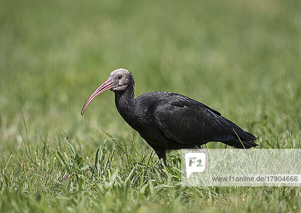 Northern bald ibis (Geronticus eremita) standing in grass