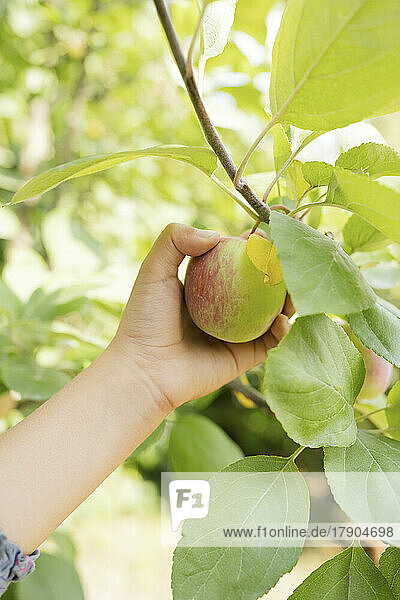 Hand of girl plucking fresh apple from tree
