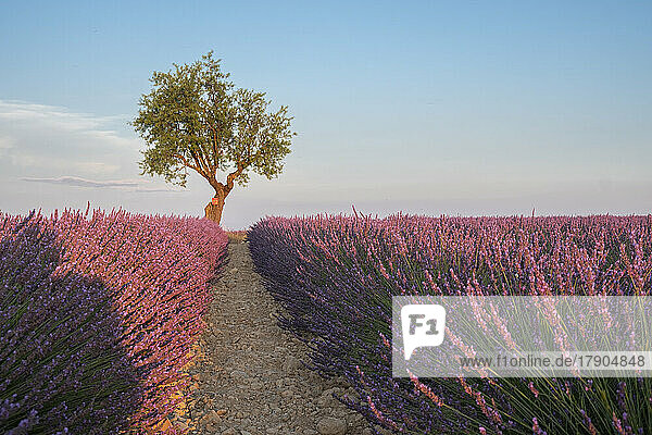 Ein Baum am Ende eines Lavendelfeldes bei Sonnenuntergang  Plateau de Valensole  Provence  Frankreich  Europa