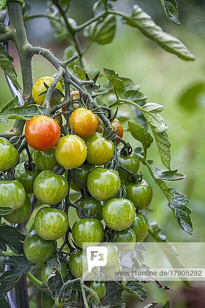 Unreife Tomaten (Solanum lycopersicum) am Strauch  Deutschland  Europa