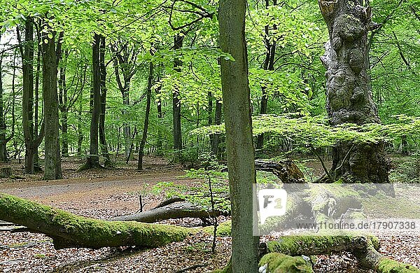 Alte Buche (Fagus) im Urwald auf der Halbinsel Darß  Deutschland  Europa