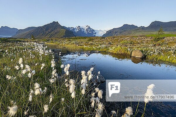 Reflection in a river with cotton grass  view of glacier tongues and mountains  glacier tongue Svínasfellsjökull  in the back glaciated mountain peak Hrútfjallstindar and mountain Kristínartindar  Vatnajökull National Park  Austurland  Iceland  Europe