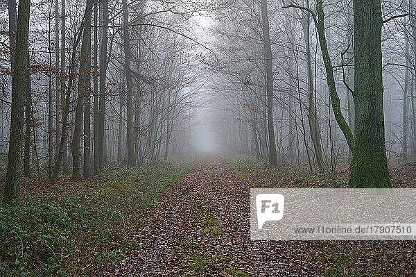 Waldweg am nebligen Morgen  Kreuzwertheim  Spessart  Bayern  Deutschland  Europa