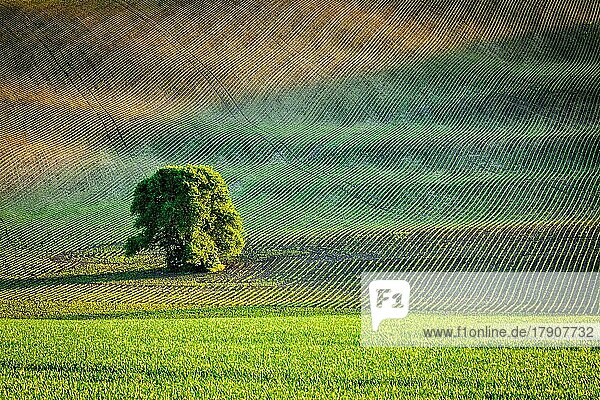 Einsamer Baum im gepflügten Feld  Mähren  Tschechische Republik  Europa