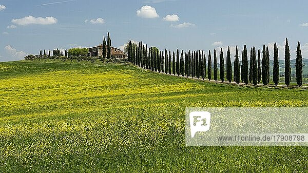 Landgut Poggio Covili  blühendes Rapsfeld und Zypressen (Cupressus)  Val dOrcia  Orcia-Tal  UNESCO-Weltkulturerbe  Provinz Siena  Toskana  Italien  Europa
