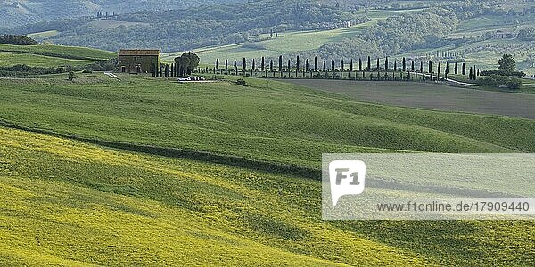 Hügelige Landschaft mit Zypressen (Cupressus) und Landgut  Crete Senesi  Provinz Siena  Toskana  Italien  Europa