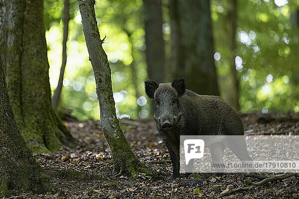 Wildschwein  Bache im Sommer  Wittlich  Rheinland-Pfalz  Deutschland  Europa