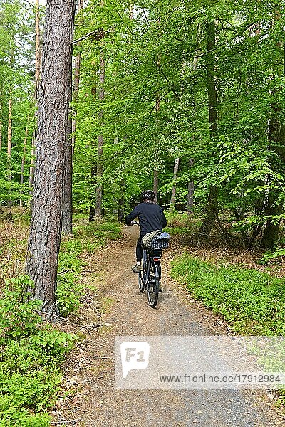 Woman riding a bicycle in the beech (Fagus) forest in the primeval forest on the Darß peninsula  Germany  Europe