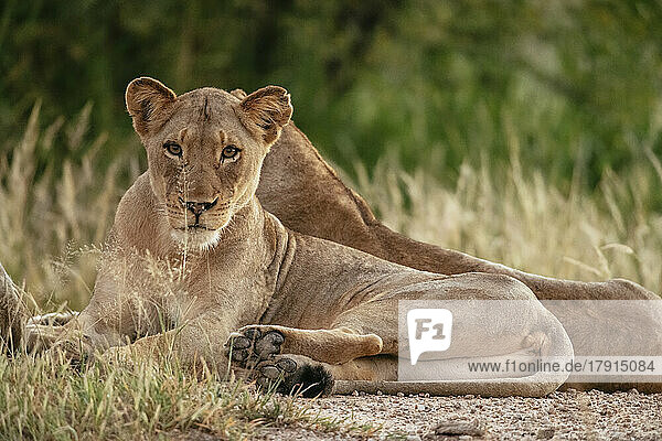 Lioness  Timbavati Private Nature Reserve  Kruger National Park  South Africa  Africa
