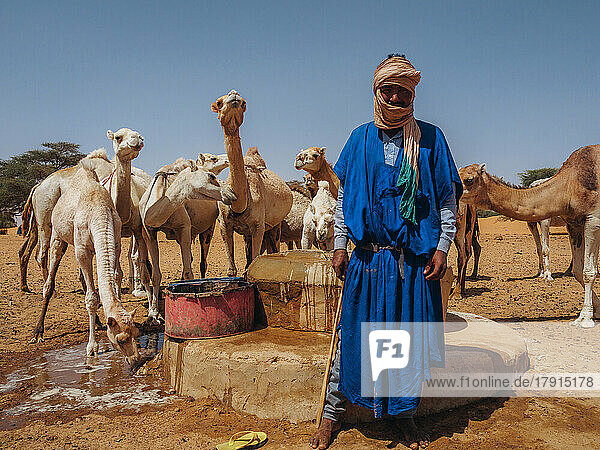 A worker with his dromedaries  taking water out of a well in a village between Nouakchott and Tidjikdja  Mauritania  Sahara  West Africa  Africa