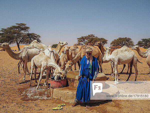 A worker with dromedaries  taking water out of a well in a village between Nouakchott and Tidjikdja  Mauritania  Sahara  West Africa  Africa