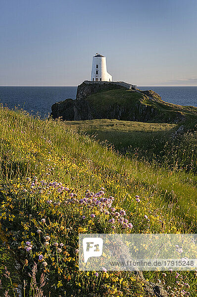Leuchtturm Twr Mawr und Wildblumen  Insel Llanddwyn (Ynys Llanddwyn)  bei Newborough  Anglesey  Nordwales  Vereinigtes Königreich  Europa