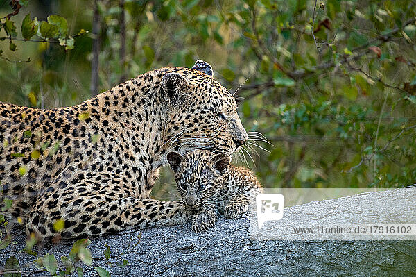 Eine Leopardin und ihr Junges  Panthera pardus  legen sich gemeinsam auf einen Baumstamm  während die Leopardin ihr Junges putzt