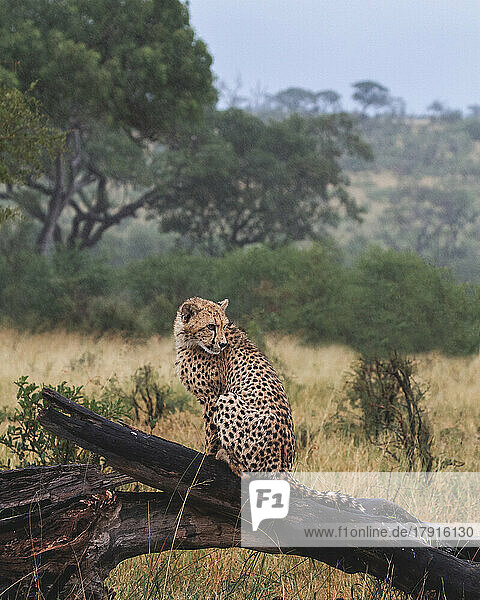 Ein Gepardenjunges  Acinonyx jubatus  sitzt im Regen auf einem Baumstamm und dreht sich um