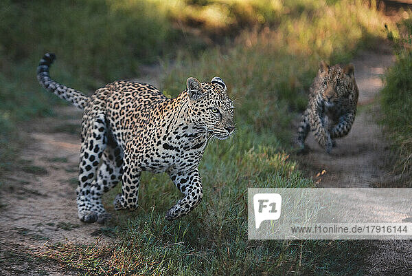 Ein Leopardenweibchen und ihr Junges  Panthera pardus  rennen und spielen zusammen auf einer Straße
