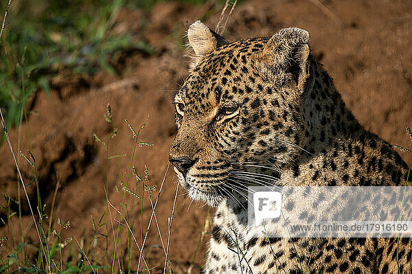 Nahaufnahme eines Leoparden  Panthera pardus  der in die Ferne blickt