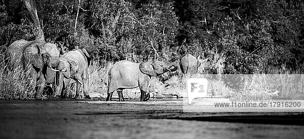 Eine Elefantenherde  Loxodonta africana  trinkt Wasser aus einem Damm  Schwarz-Weiß-Bild.