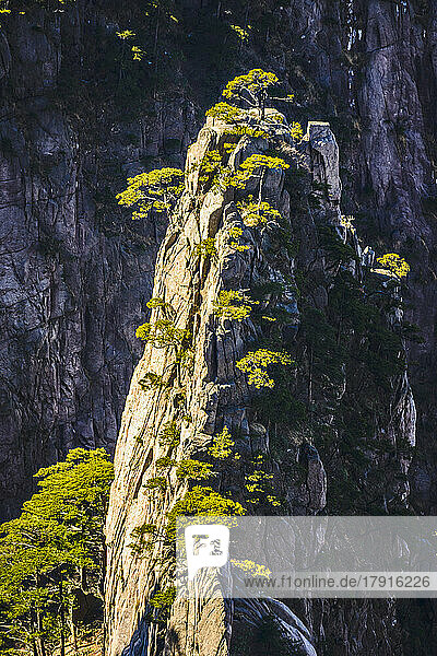 Die steilen  zerklüfteten Granitgipfel des Huangshan-Gebirges  der Gelben Berge.